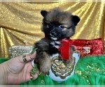 Small Photo #48 Pomeranian Puppy For Sale in HAYWARD, CA, USA