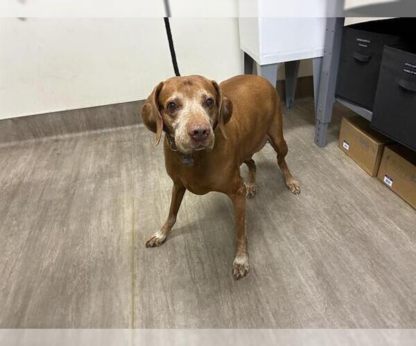 Medium Photo #1 Vizsla Puppy For Sale in Pasadena, CA, USA