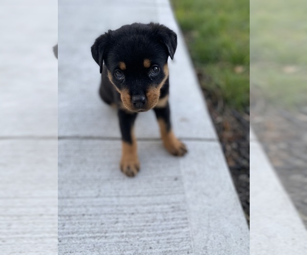 Medium Photo #5 Rottweiler Puppy For Sale in CANAL WHCHSTR, OH, USA