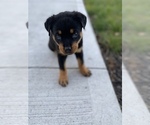 Small Photo #5 Rottweiler Puppy For Sale in CANAL WHCHSTR, OH, USA