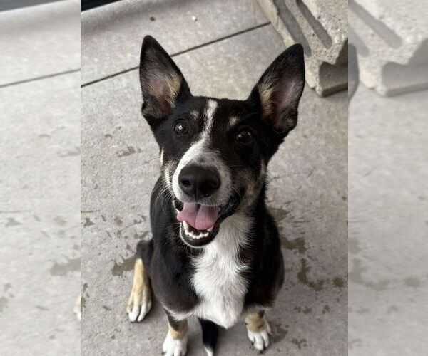 Medium Photo #2 Border Collie-Unknown Mix Puppy For Sale in Bolivar, MO, USA