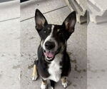 Small #1 Border Collie Mix