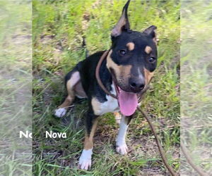 Nova - Female Catahoula Leopard Dog-Mountain Cur Mix Dog for Adoption - Photo #5