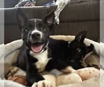 Small #5 Labrador Retriever Mix