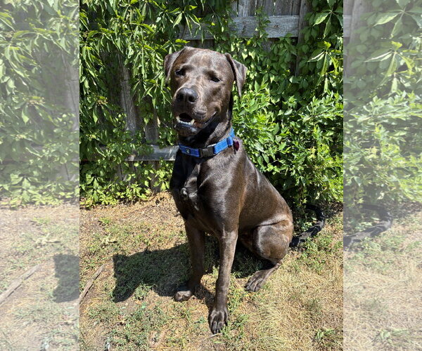 Medium Photo #1 Labrador Retriever-Unknown Mix Puppy For Sale in Brooklyn Center, MN, USA