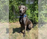Small Labrador Retriever Mix