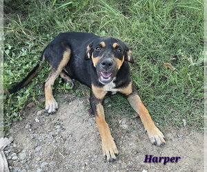 Labrottie Dogs for adoption in Oakhurst, NJ, USA