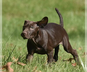 Fila - Female Chocolate Labrador retriever-Pointer Mix Dog for Adoption - Photo #8