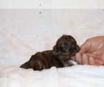 Small #12 Poodle (Toy)-YorkiePoo Mix