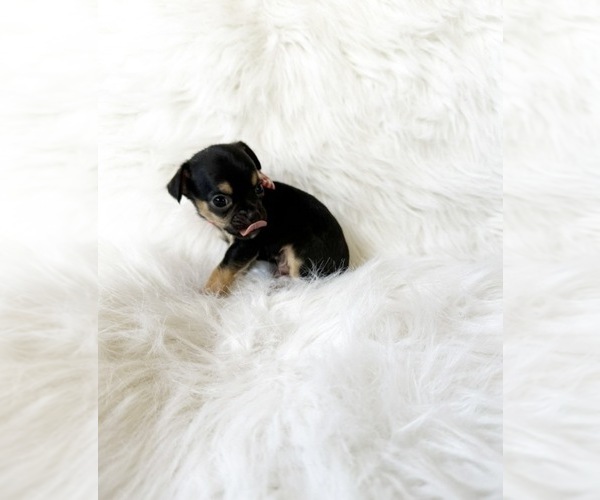 Medium Photo #5 Chihuahua Puppy For Sale in SACRAMENTO, CA, USA