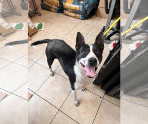 Mutt Dogs for adoption in Tracy City, TN, USA