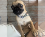 Small Photo #2 Pug-Unknown Mix Puppy For Sale in Decatur, GA, USA