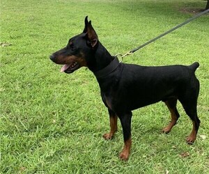 Father of the Doberman Pinscher puppies born on 06/19/2019