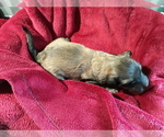 Small Photo #29 Goldendoodle Puppy For Sale in COVINGTON, GA, USA