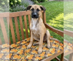 Small #1 Mutt