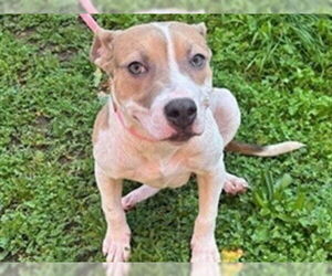 Mutt Dogs for adoption in Redwood City, CA, USA