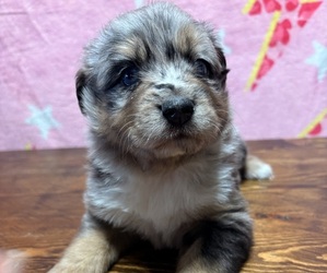 Miniature Australian Shepherd Puppy for sale in WARTRACE, TN, USA