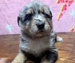 Small Miniature Australian Shepherd