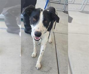 Border Collie Dogs for adoption in Bakersfield, CA, USA