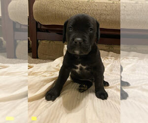 Cane Corso Puppy for sale in NORCO, CA, USA