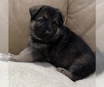 Small #10 German Shepherd Dog