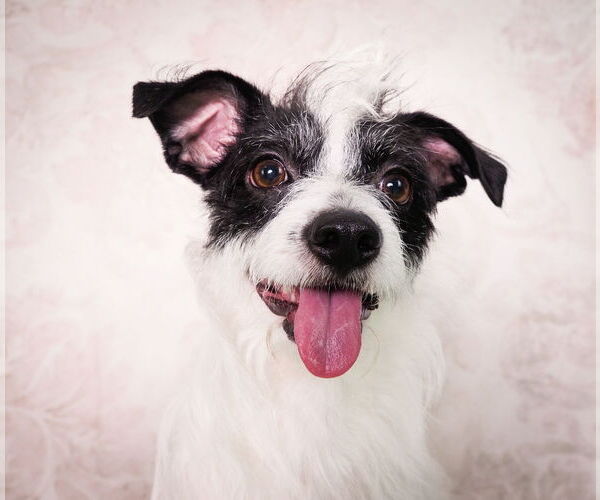 Medium Photo #2 Cairn Terrier-Unknown Mix Puppy For Sale in phoenix, AZ, USA