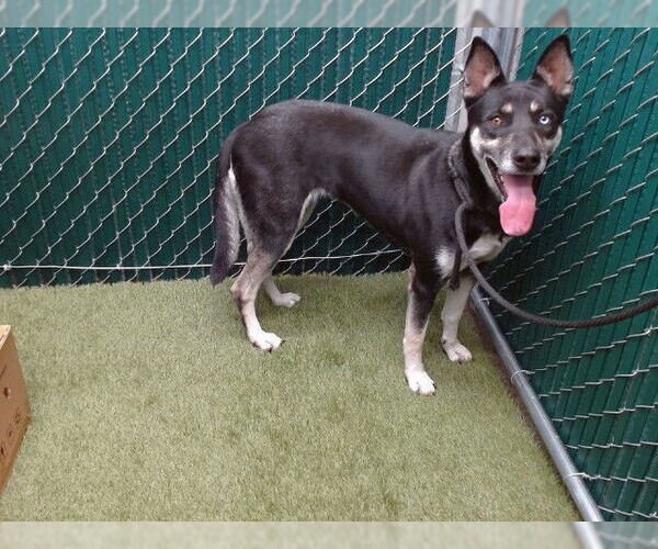 Medium Photo #1 German Shepherd Dog-Siberian Husky Mix Puppy For Sale in Downey, CA, USA