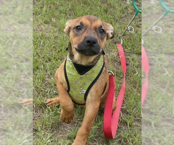 Medium Photo #4 Mutt Puppy For Sale in Tarrytown, GA, USA