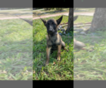 Small Photo #2 Belgian Malinois Puppy For Sale in PALMHURST, TX, USA