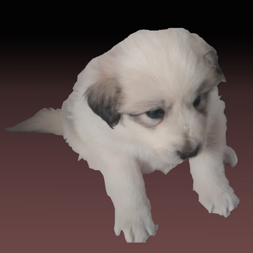 Medium Photo #3 Great Pyrenees Puppy For Sale in ASH FORK, AZ, USA