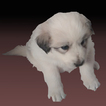 Small Photo #3 Great Pyrenees Puppy For Sale in ASH FORK, AZ, USA