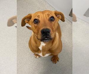 American Bulldog-Unknown Mix Dogs for adoption in Fayetteville, NC, USA