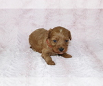 Small Photo #8 Cavapoo Puppy For Sale in HOMELAND, CA, USA