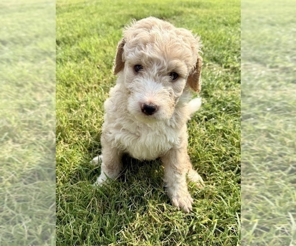 Medium Photo #11 Bernedoodle Puppy For Sale in MENIFEE, CA, USA