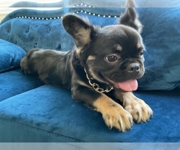Medium Photo #2 French Bulldog Puppy For Sale in CALABASAS, CA, USA