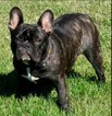 Small Photo #1 French Bulldog Puppy For Sale in COLTON, CA, USA