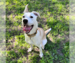 Small #20 Huskies -Labrador Retriever Mix