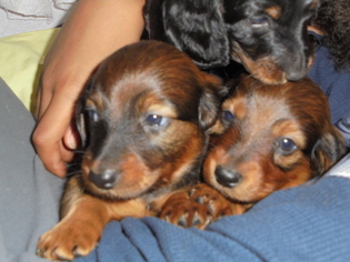 Dachshund Puppy for sale in WINSTED, CT, USA