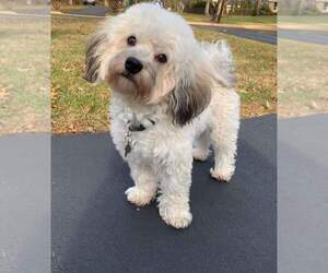 Father of the Havanese puppies born on 06/07/2025