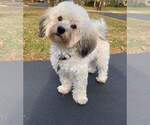 Small Photo #1 Havanese Puppy For Sale in VERNONIA, OR, USA