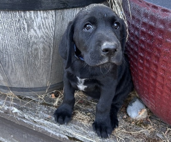 Medium Photo #19 German Shorthaired Lab Puppy For Sale in TACOMA, WA, USA