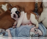 Small Photo #10 French Bulldog Puppy For Sale in W LINN, OR, USA
