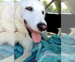 Small #2 Great Pyrenees