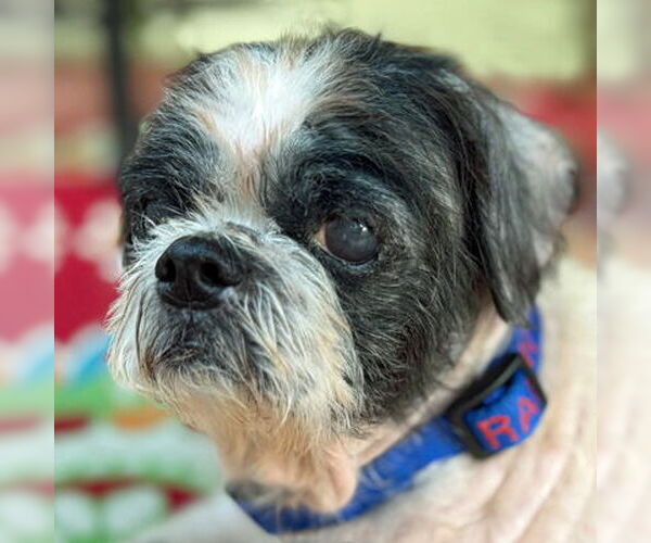 Medium Photo #6 Shih Tzu Puppy For Sale in Arlington, VA, USA