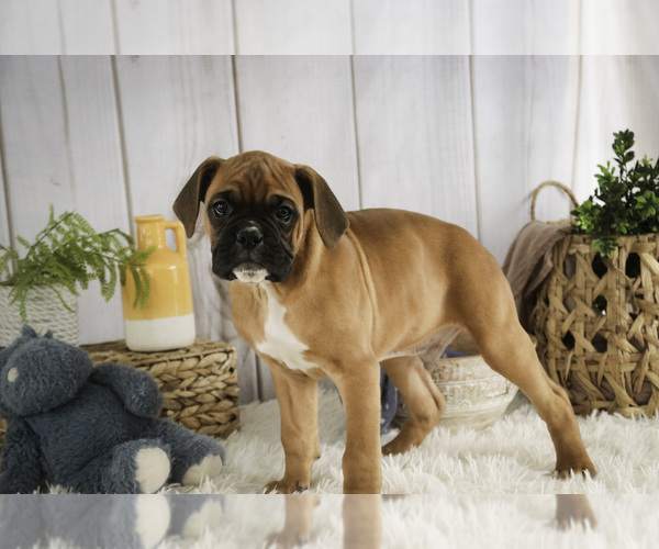 Medium Photo #1 Boxer Puppy For Sale in SHIPSHEWANA, IN, USA