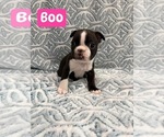 Small #7 Boston Terrier