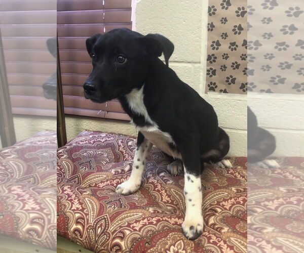 Medium Photo #2 Sheprador Puppy For Sale in Amarillo, TX, USA
