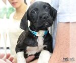 Small #3 Labrador Retriever Mix