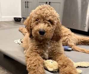 Goldendoodle Puppy for Sale in OAKLAND, California USA