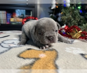 French Bulldog Puppy for sale in SAINTE GENEVIEVE, MO, USA